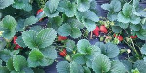 Red Gold Strawberry Plants