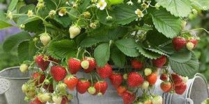 SA Strawberry Plants