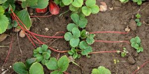 Strawberry Runner Pins