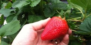 Sweet Sensation Strawberry Plants