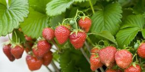 Winter Down Strawberry Plants