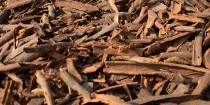 Broken Cassia Dalchini