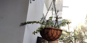 Coir Hanging Basket