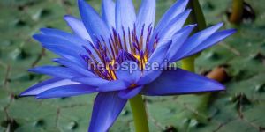 Nymphaea Caerulea