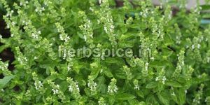 Ocimum Basilicum