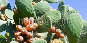 Opuntia Ficus