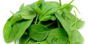 Fresh Spinach Leaves