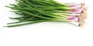 Fresh Spring Onion