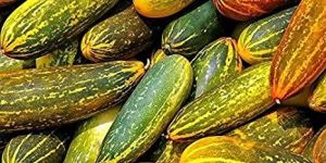 Fresh Vellary Cucumber