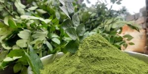 Dry Curry Leaf Powder
