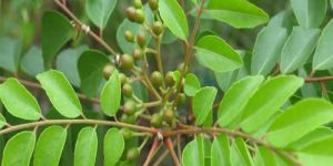 SVM CURRY LEAVES