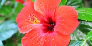 SVM HIBISCUS FLOWER