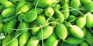 Fresh Teasel Gourd
