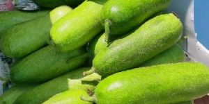 Fresh Wax Gourd