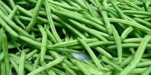 Green Pencil Beans