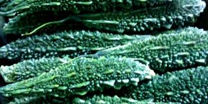 Fresh Long Bitter Gourd