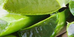 Aloe Vera Leaf