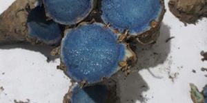 Fresh Black Turmeric