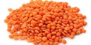 Red Lentils