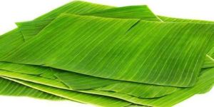 Fresh Banana Leaves