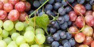 Fresh Grapes