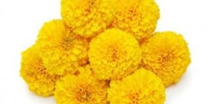 Fresh Marigold Flower
