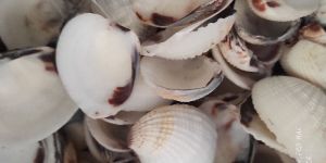 Karandai Natural Dotted Sippy Shell