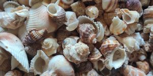 Mixed Sea Shell