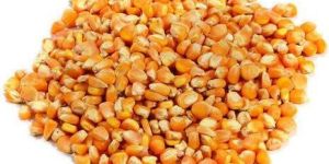 Raw Maize
