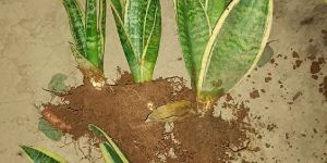 Sansevaria Plants