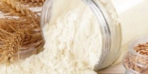 Gluten Wheat Powder