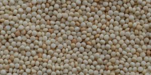 White Mustard Seeds