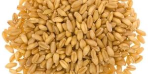 Wheat