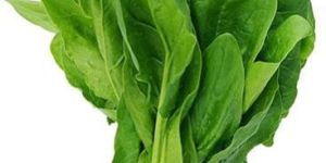 Fresh Spinach Leaves