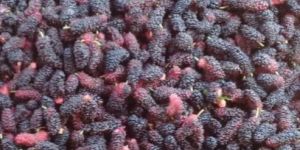Frozen Mulberry