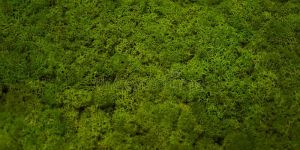 Moss Grass