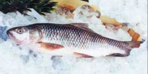 Frozen Rohu Fish