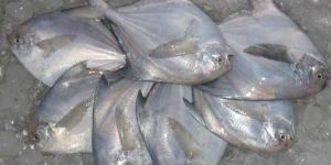 Frozen Silver Pomfret Fish