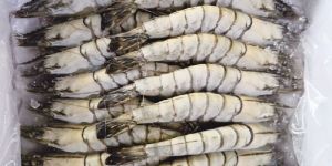 Frozen Tiger Prawns