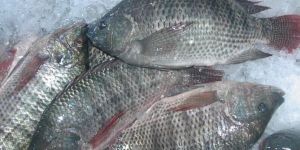 Frozen Tilapia Fish