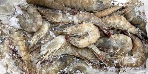 Frozen Vannamei Fish