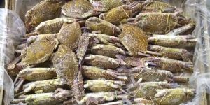 Frozen Yellow Crab