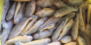 Frozen Yellow Croaker Fish