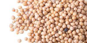 White Mustard Seeds