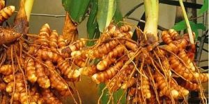 Turmeric Roots