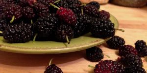 Fresh Mulberry