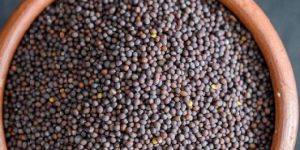 Mustard Seeds