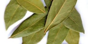 Organic Bay Leaf