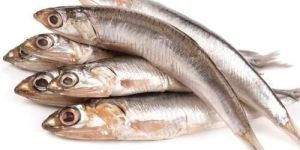 Fresh Anchovy Fish