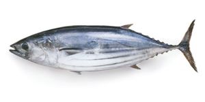 Fresh Bonito Fish